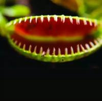 Венерина Мухоловка Алиен, или Чужой (Dionaea Muscipula Alien) D9см