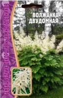 Волжанка двудомная 50 шт редкие семена (2шт в заказе)