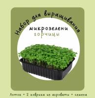 "Свежий урожай прямо на вашем окне: новый набор для выращивания микрозелени горчицы в домашних условиях!"