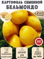Клубни картофеля на посадку "Бельмондо" (суперэлита) 2 кг Среднеранний