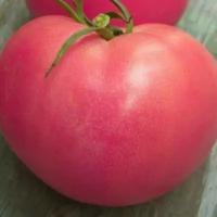 Коллекционные семена томата Розовый Мёд Украинский