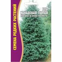 Семена Ели Канадской Густой (Picea glauca var.densata) "Black hills SD" (10 семян)