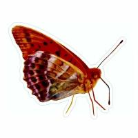 Наклейка "Бабочка-крылья сложены", малая, вид 1, 120х100мм, Арт рэйсинг