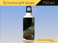 Бутылка фляга для воды "Голубая игуана, петрозавр талассинус, террариум" 750 мл. с карабином и принтом