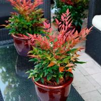 Свежие семена Нандина домашняя вечнозелёная (Nandina domestica), 15 штук + подарок