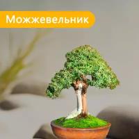 Семена бонсай Экватория Можжевельник 10 шт