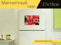 Магнитный пазл "Hemerocallis розовый дамасской, лилейник, цветы" на холодильник 27 x 18 см