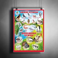 Постер плакат для интерьера "Дикие и домашние птицы. Для малышей и школьников"/ A3 (297 x 420 мм)