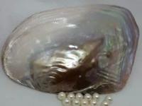 Перламутровая ракушка Макабебе жемчужная, морской сувенир, природный перламутр 16х10,5 см с жемчугом 8 мм