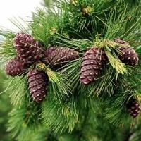 Сибирский кедр (лат. Pinus sibirica) семена 50шт + подарочек