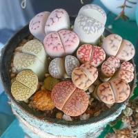 Живые Камни микс, Литопс, семена 15шт. (Lithops)