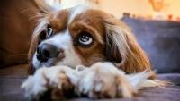 Картина на холсте 60x110 LinxOne "Puppy eyes cavalier dog look" интерьерная для дома / на стену / на кухню / с подрамником
