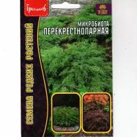 Микробиота Перекрестнопарная / Microbiota decussata, хвойный кустарник ( 1 уп: 5 семян )