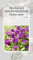Тюльпаны Перпл Пион, луковицы многолетних цветов