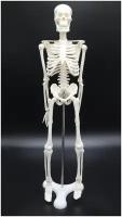 Скелет человека для учебных целей 45 см