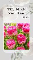 Тюльпаны Уайт Пинк, луковицы многолетних цветов
