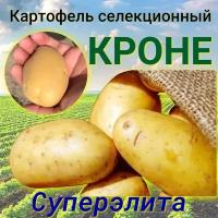 Картофель семенной селекционный кроне клубни репродукция суперэлита 3 кг