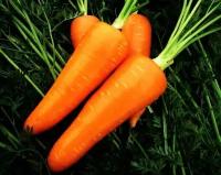 Коллекционные семена моркови Курода Пауэр