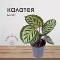 Калатея, живое комнатное растение, микс, диаметр кашпо 12 см