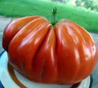 Коллекционные семена томата Пальмира Северный Итальянский Бифштекс гигант