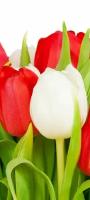 Самоклеящиеся фотообои "Белые и красные тюльпаны", размер: 90x200 см