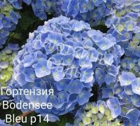 "Bodensee Blue" - крупнолистная голубая гортензия ( горшок р14, 8/10 веток)