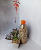 Грунт для кактусов и суккулентов Succultura 1 л