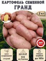 Клубни картофеля на посадку Гранд (суперэлита) 2 кг Средний