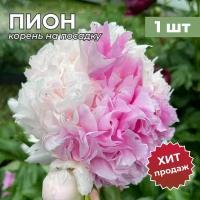 Пион/Корневище пиона на посадку Мистер Эд (1 шт)