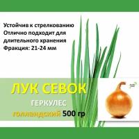 Голландский лук севок Геркулес 0,5 кг желтый