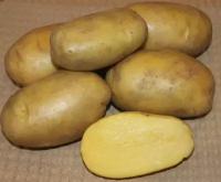Картофель семенной Гулливер (суперэлита) (4 кг) Ранний