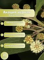 Акация черная (Acacia melanoxylon) семена 10 штук х 1 упаковка