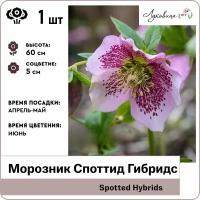 Морозник Споттид Гибридс (Spotted Hybrids), корни 1шт, Голландия