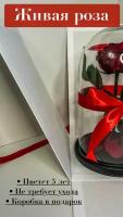 Живая роза в колбе Premium бордовая 27*15 в белой подарочной коробке