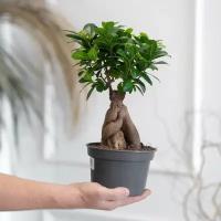 Растение бонсай, фикус микрокарпа, гинсенг 40 см
