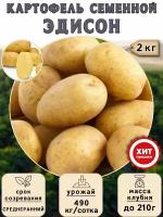 Клубни картофеля на посадку Эдисон (суперэлита) 2 кг Среднеранний