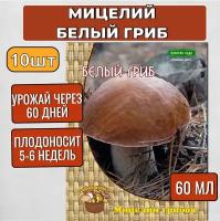 Агрохолдинг Поиск Мицелий грибов Белый гриб на компосте 60 мл, набор 10 шт