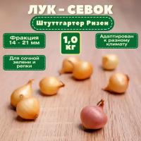 Лук-севок "Штуттгартер Ризен" 1 кг: сорт отличается хорошей лежкостью, острым или полуострым вкусом, классическим послевкусием и ароматом