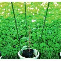 Опора для растений и цветов GREEN APPLE GFS-3-75 поддержка для растений опора 3 кольца 75 см