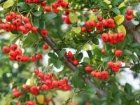 Пираканта тайваньская каузура (лат. Pyracantha koidzumii ) семена 10шт + подарочные семена