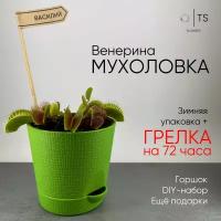 Венерина Мухоловка, живой цветок комнатный, в зеленом горшке диам.10 см