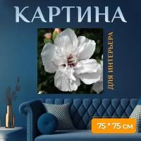 Картина на холсте "Роза шарона, корея, хризантема корейская" на подрамнике 75х75 см. для интерьера