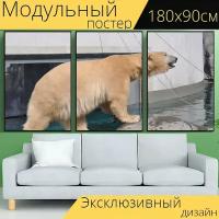 Модульный постер "Зоопарк, полярный медведь, животные" 180 x 90 см. для интерьера