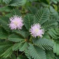 Семена Орешка Мимоза стыдливая, Mimosa pudica 15 шт