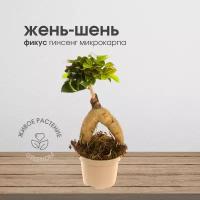 Фикус Женьшень, живое комнатное растение гинсенг микрокарпа, диаметр кашпо 15 см