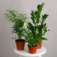 Замиокулькас, Хамедорея и Спатифиллум живые растения в горшке, комплект из 3 комнатных цветов