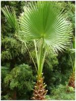 Семена Пальма Вашингтония нитчатая (Washingtonia filifera), 5 штук