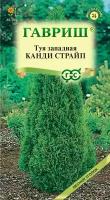 Семена Туя западная Канди Страйп, 0,05г, Гавриш,Лесной уголок, 10 пакетиков