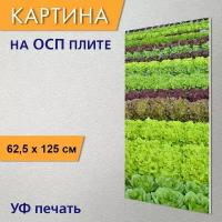 Вертикальная картина на ОСП "Латук, салат, свежий" 62x125 см. для интерьериа