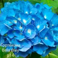 Bela Blue крупнолистная гортензия ( горшок р14, 8/9 веток)